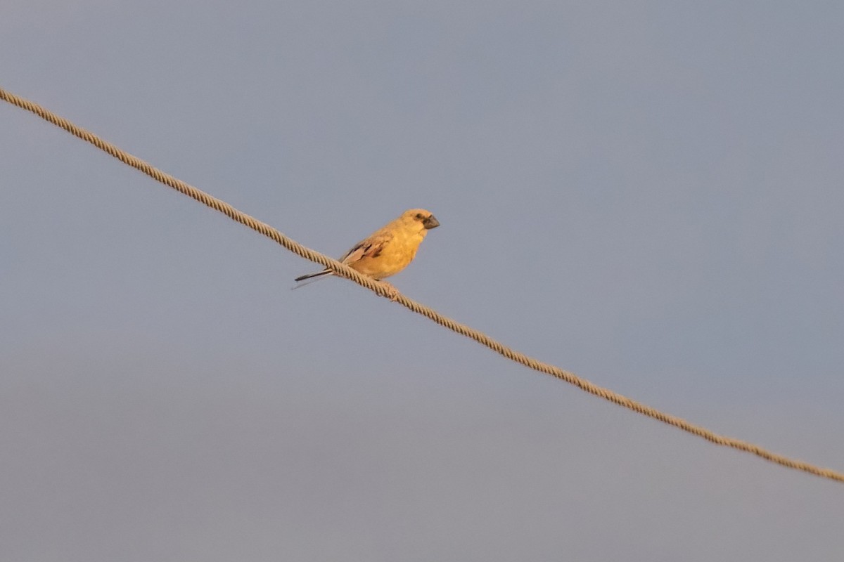 Desert Finch - ML642206062