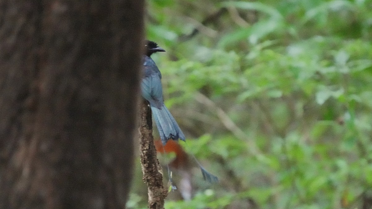 Greater Racket-tailed Drongo - ML642206064