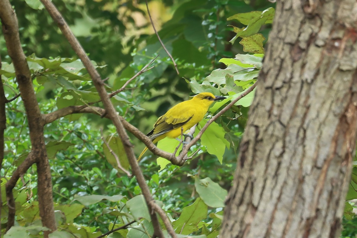 Black-naped Oriole - ML642206065