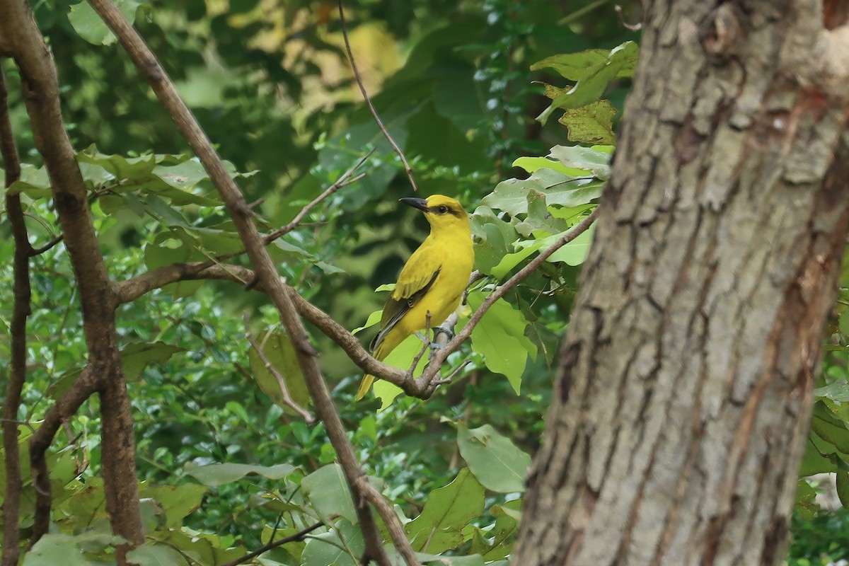 Black-naped Oriole - ML642206066