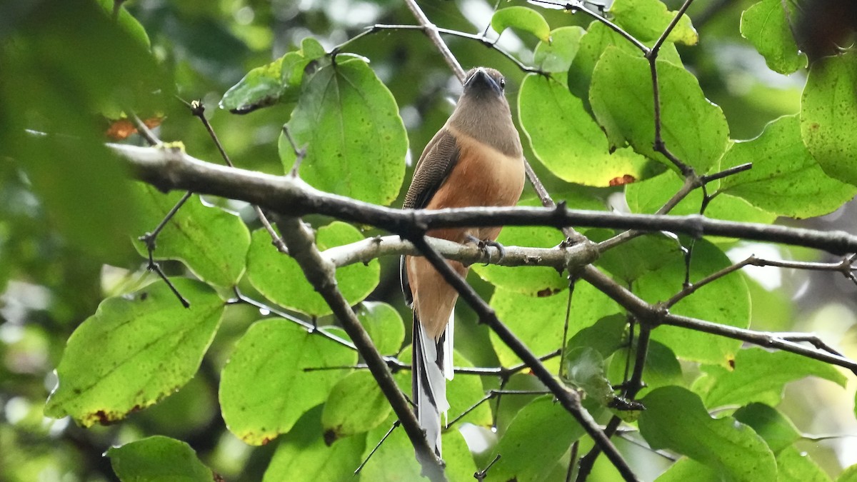 Malabar Trogon - ML642206075