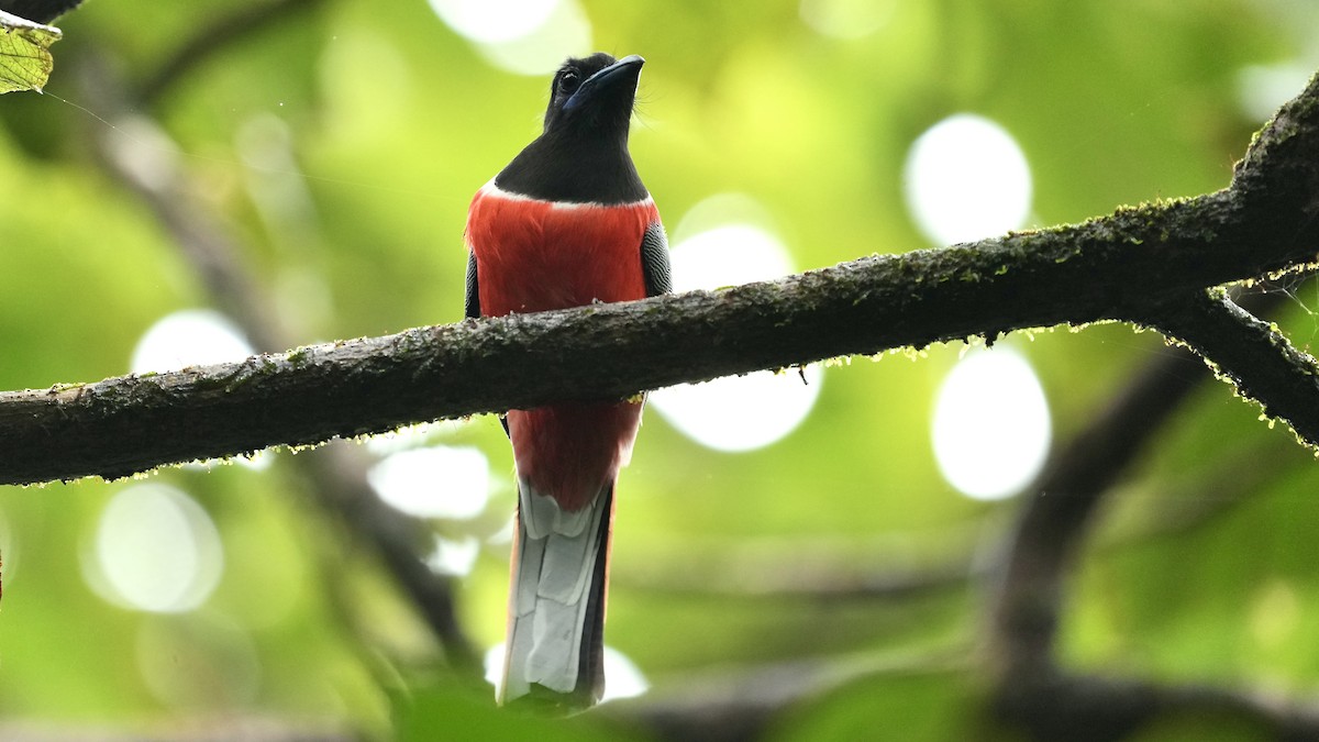 Malabar Trogon - ML642206079