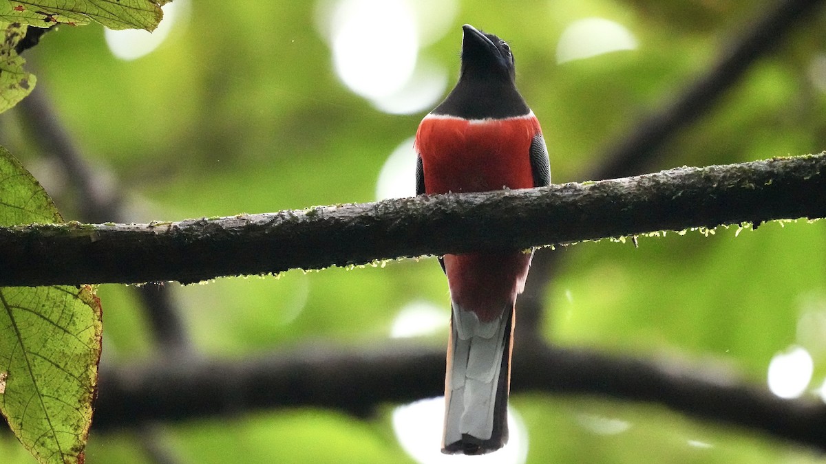 Malabar Trogon - ML642206081
