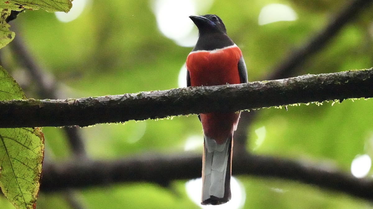 Malabar Trogon - ML642206089