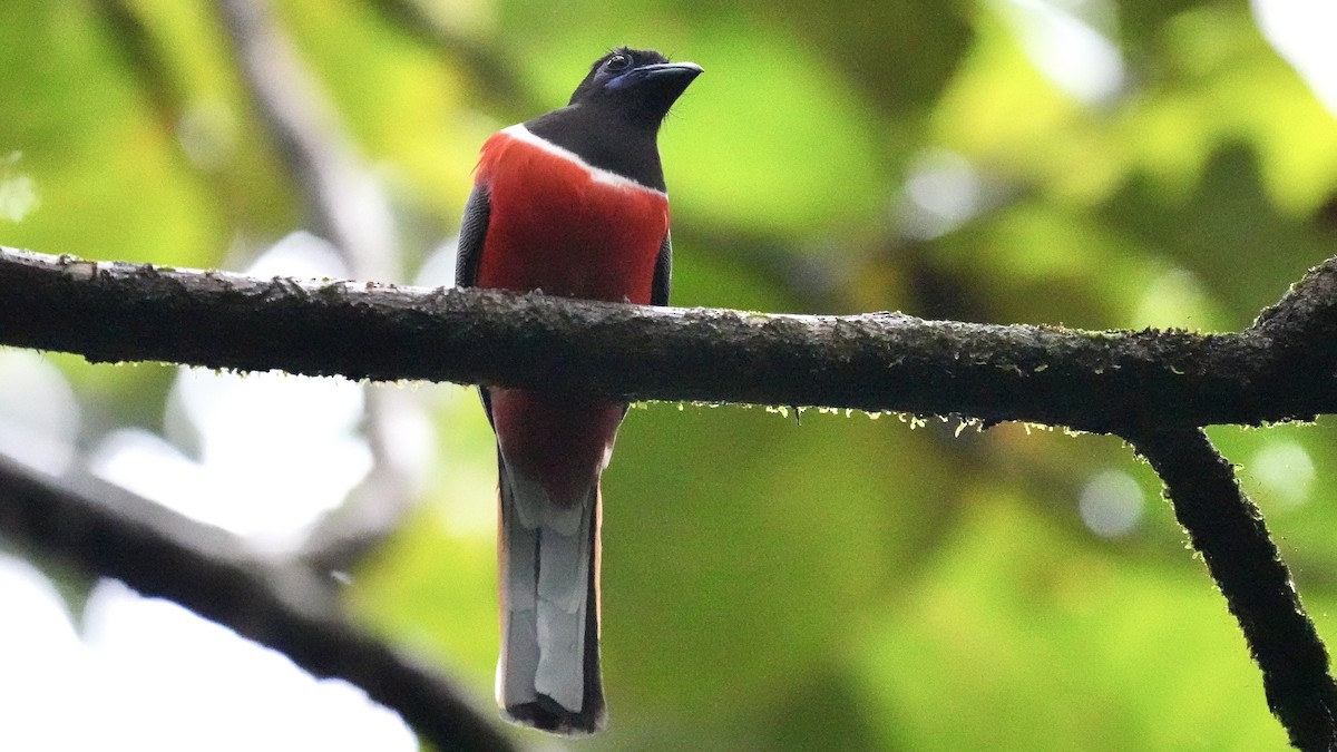 Malabar Trogon - ML642206094