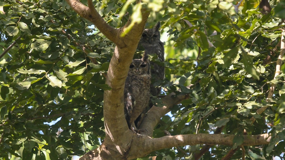 Grayish Eagle-Owl - ML642206096
