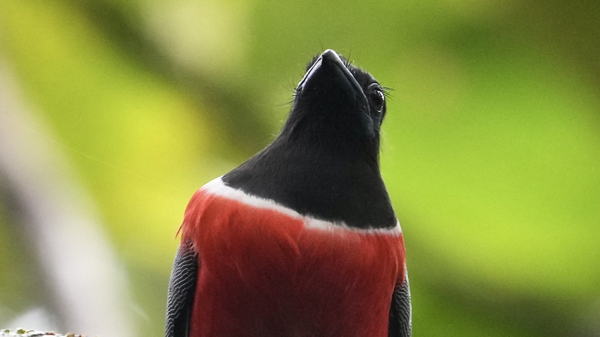 Malabar Trogon - ML642206097