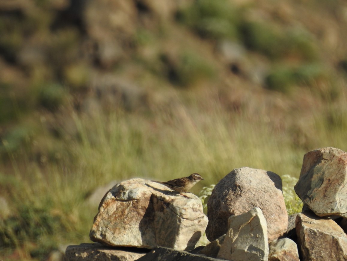 Radde's Accentor (Radde's) - ML642206107