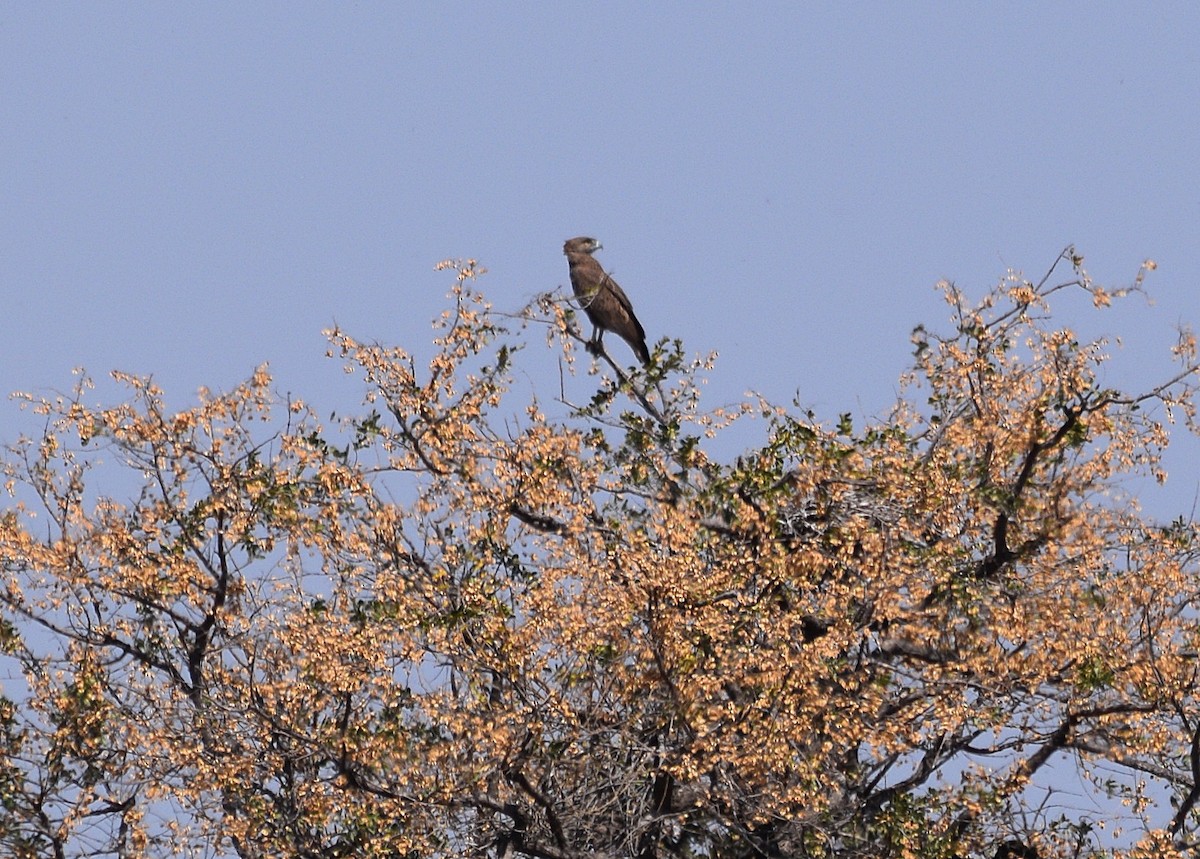 Brown Snake-Eagle - ML642206132
