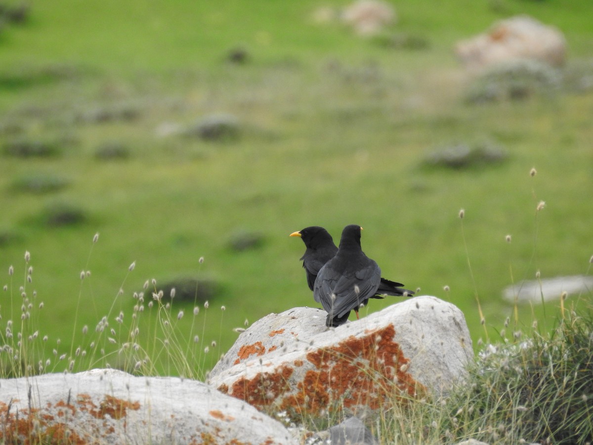 Шар хошуут жунгаа - ML642206135