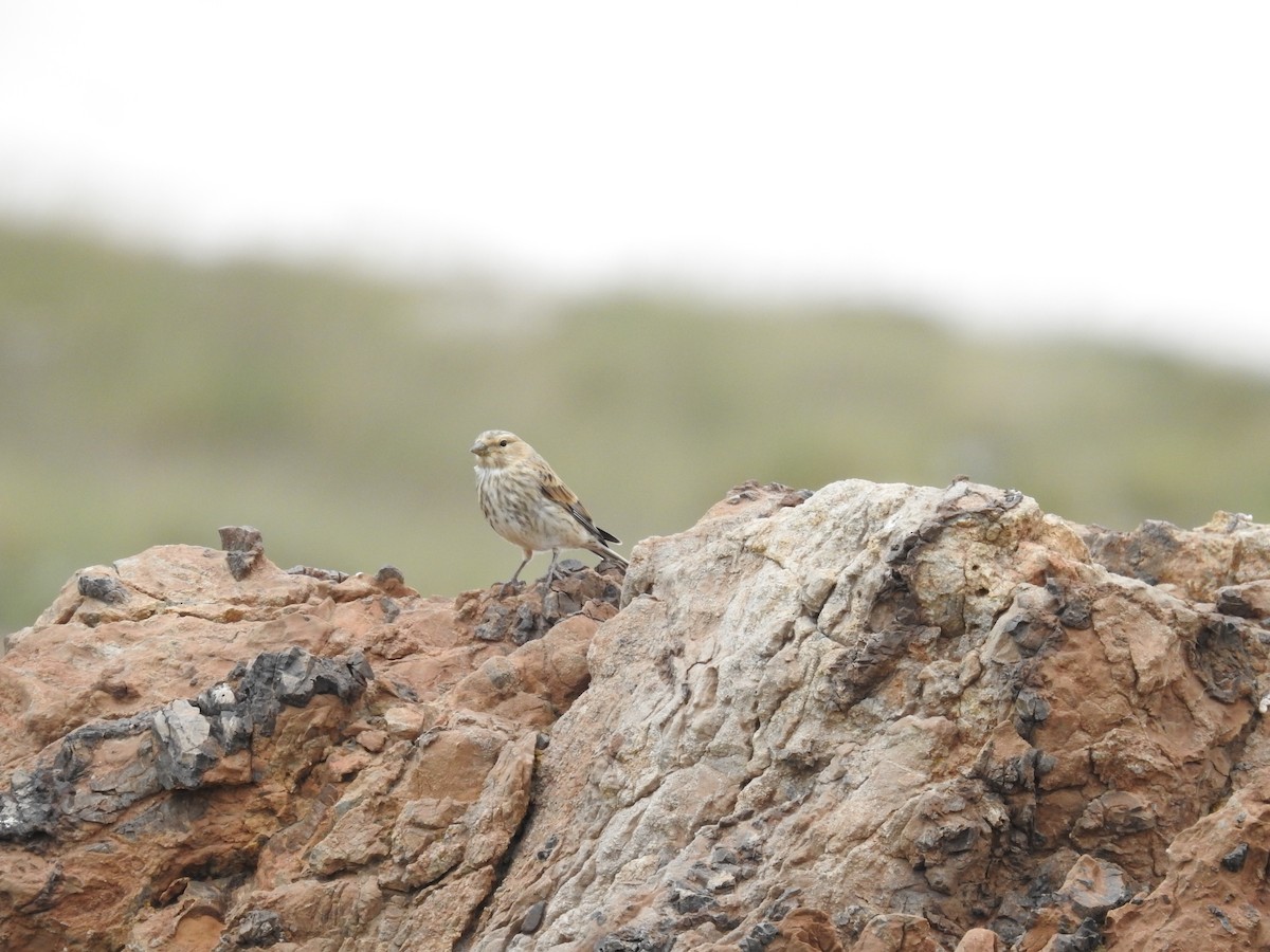 Алтан цэгцүүхэй - ML642206154