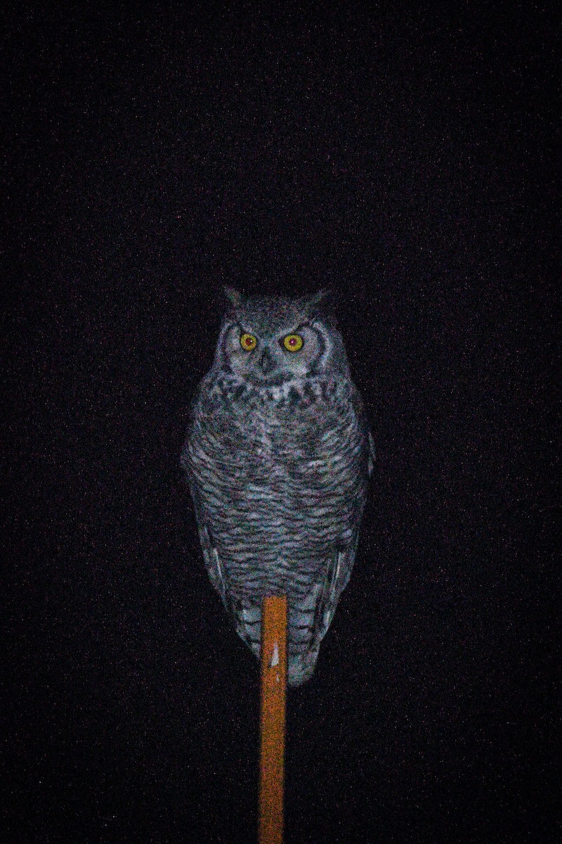Great Horned Owl - ML642206159