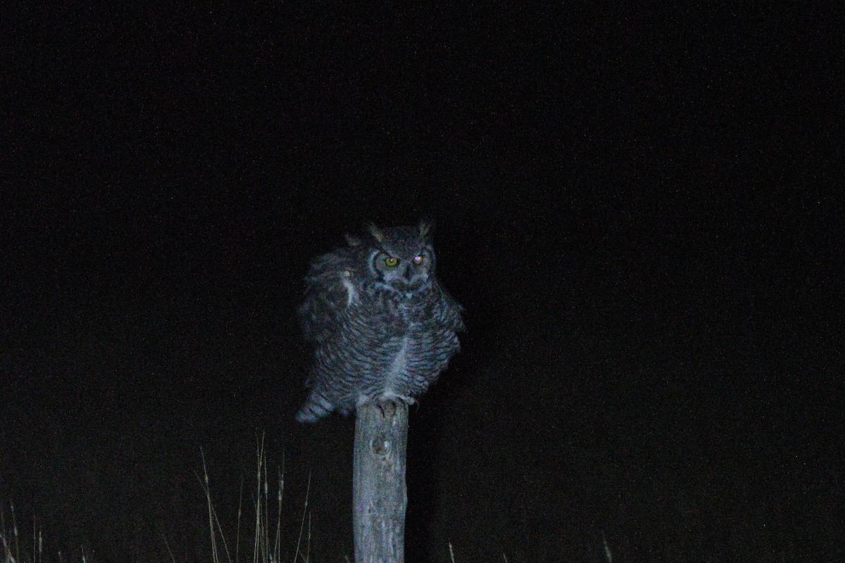 Great Horned Owl - ML642206160