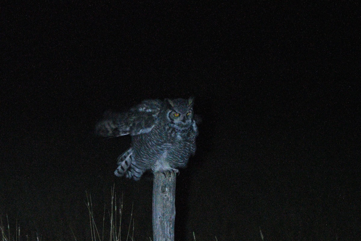 Great Horned Owl - ML642206161