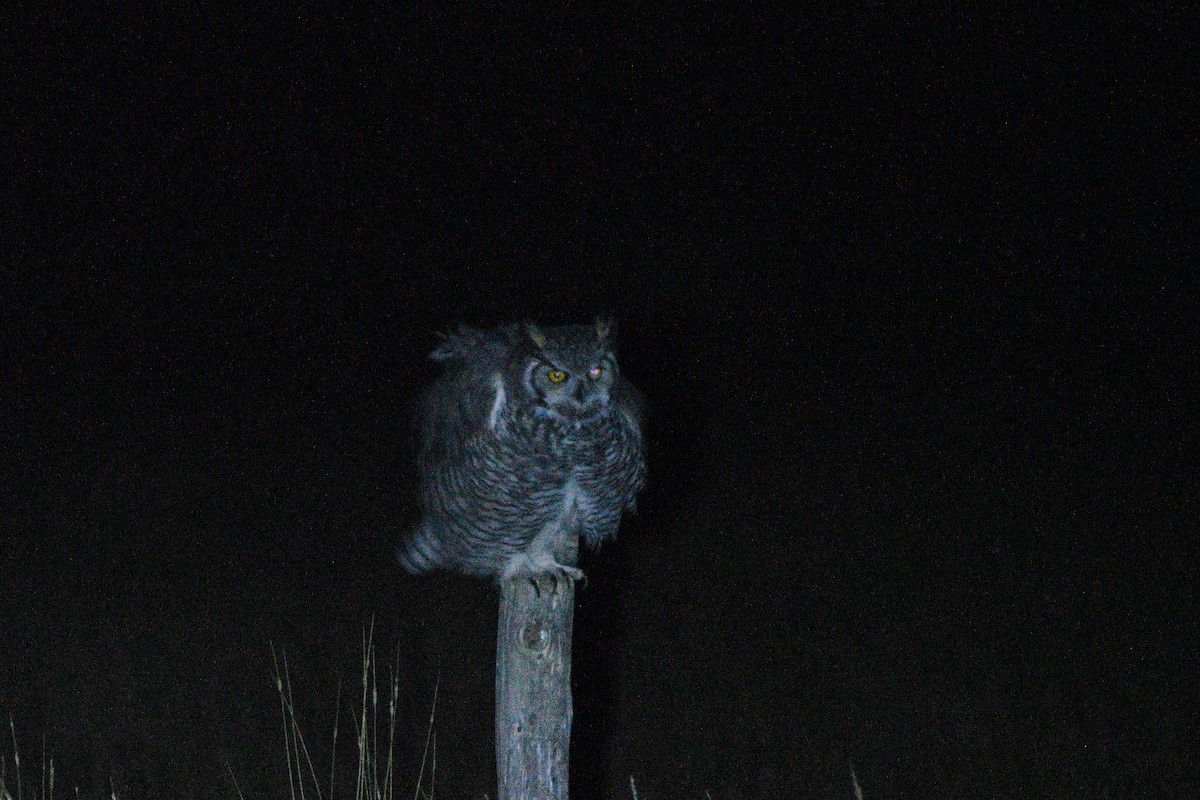 Great Horned Owl - ML642206162