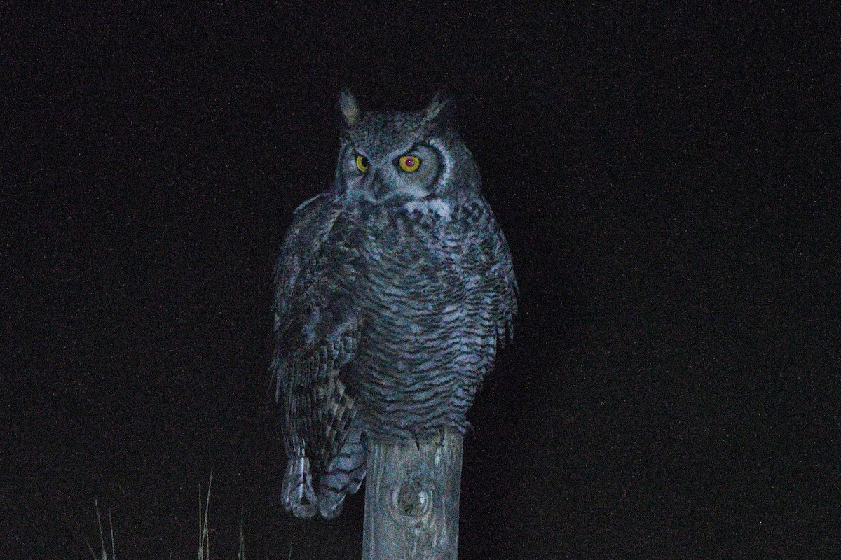 Great Horned Owl - ML642206164