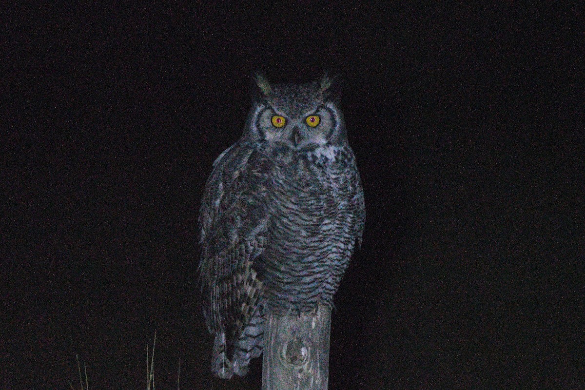 Great Horned Owl - ML642206165
