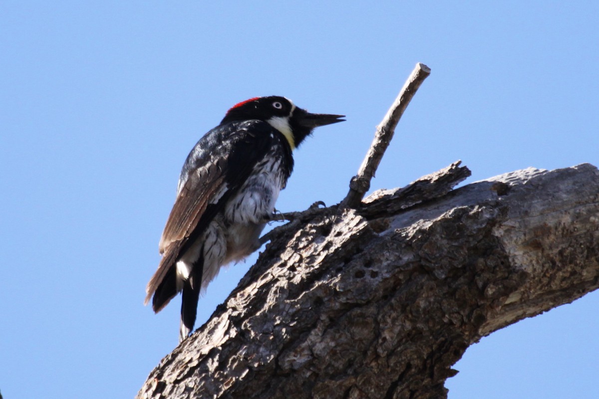 Acorn Woodpecker - ML642206171
