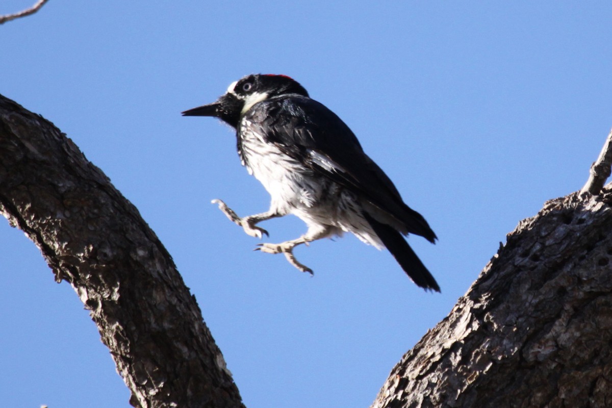 Acorn Woodpecker - ML642206172