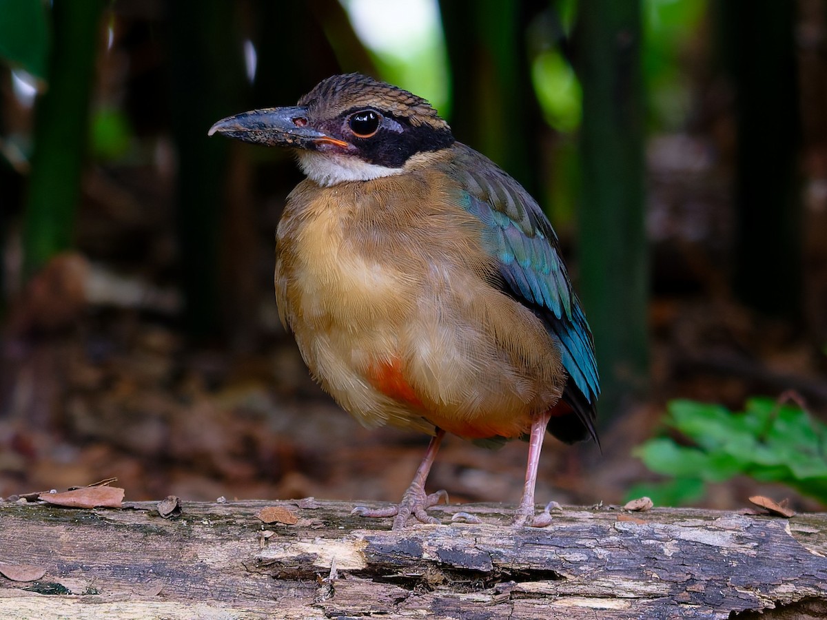 Mangrove Pitta - ML642206179