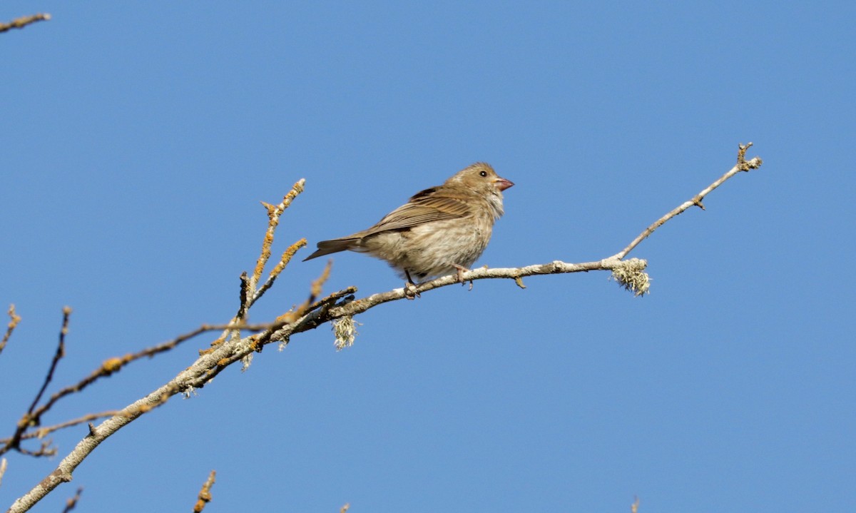 Purple Finch (Western) - ML642206192