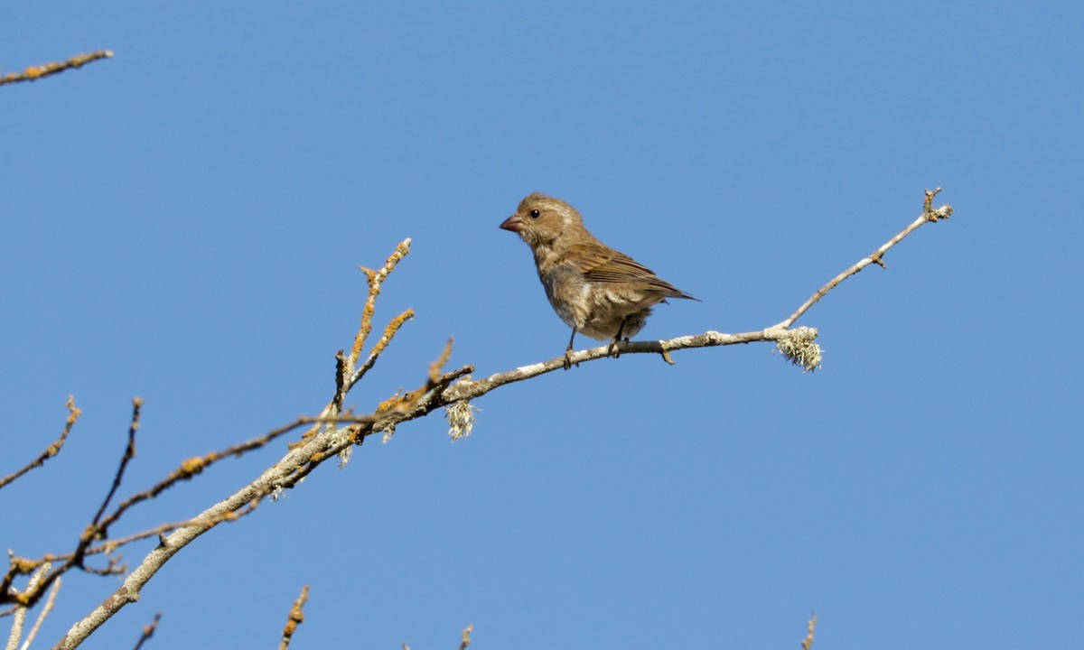 Purple Finch (Western) - ML642206193