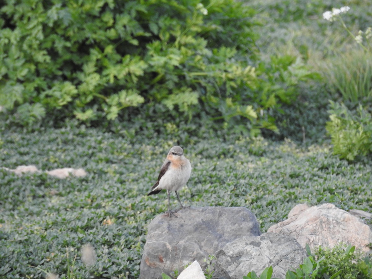 Адууч чогчиго - ML642206194