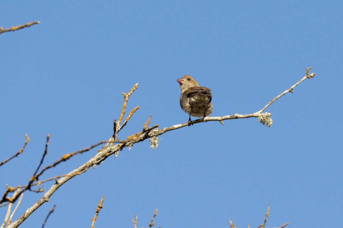 Purple Finch (Western) - ML642206195