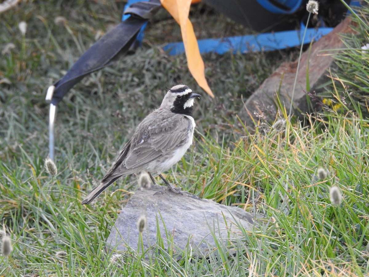 Эвэрт болжмор - ML642206200