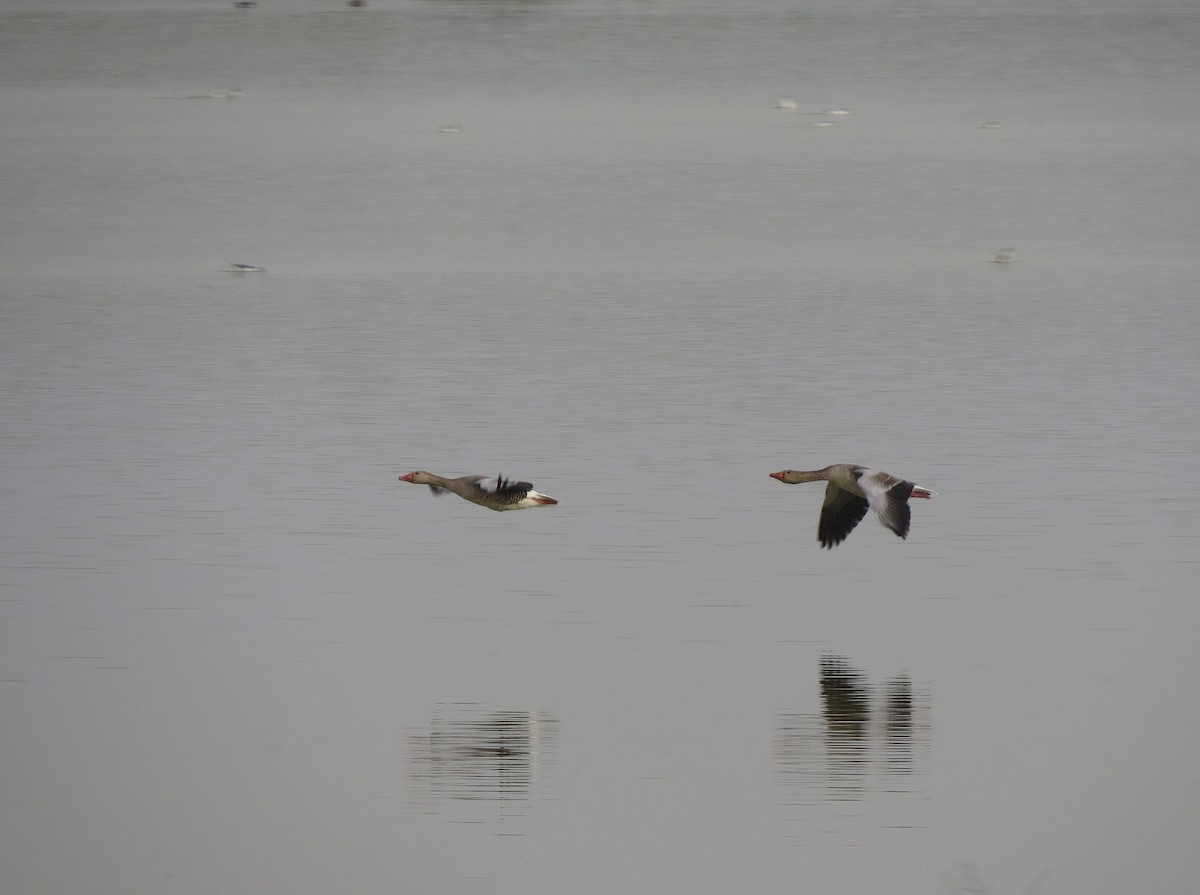 Graylag Goose - ML642206260