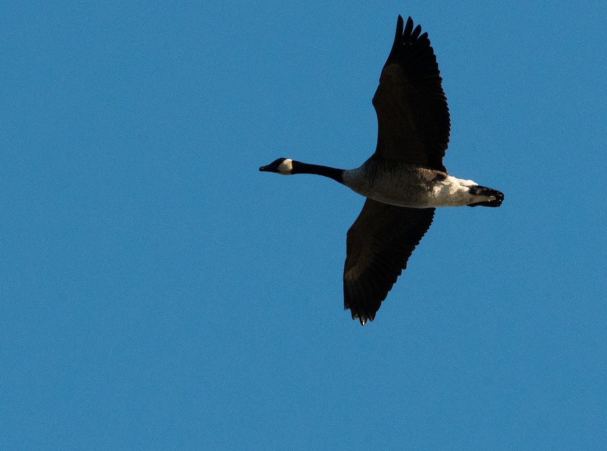 Канад галуу - ML642206263