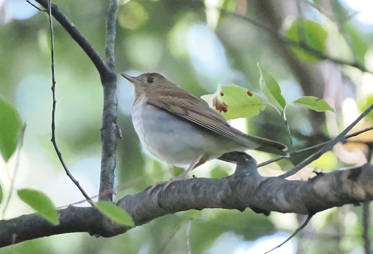 Veery - ML642206268