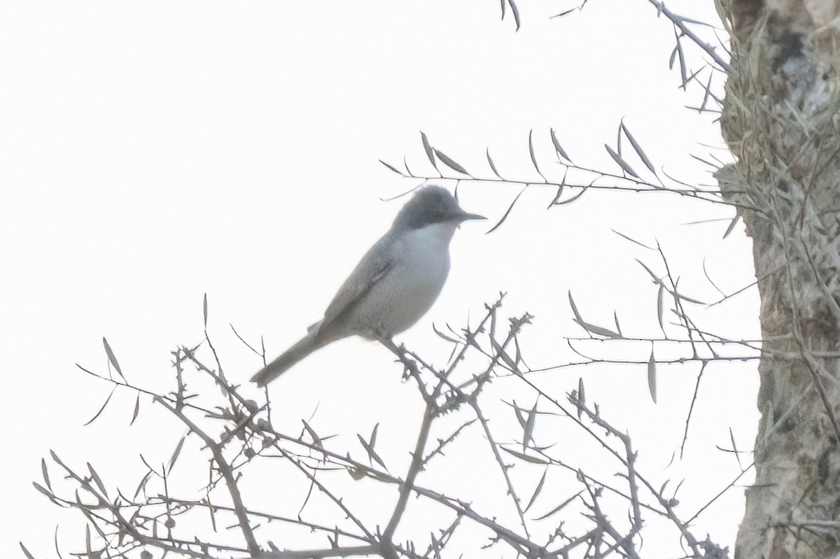 Eastern Orphean Warbler - ML642206271