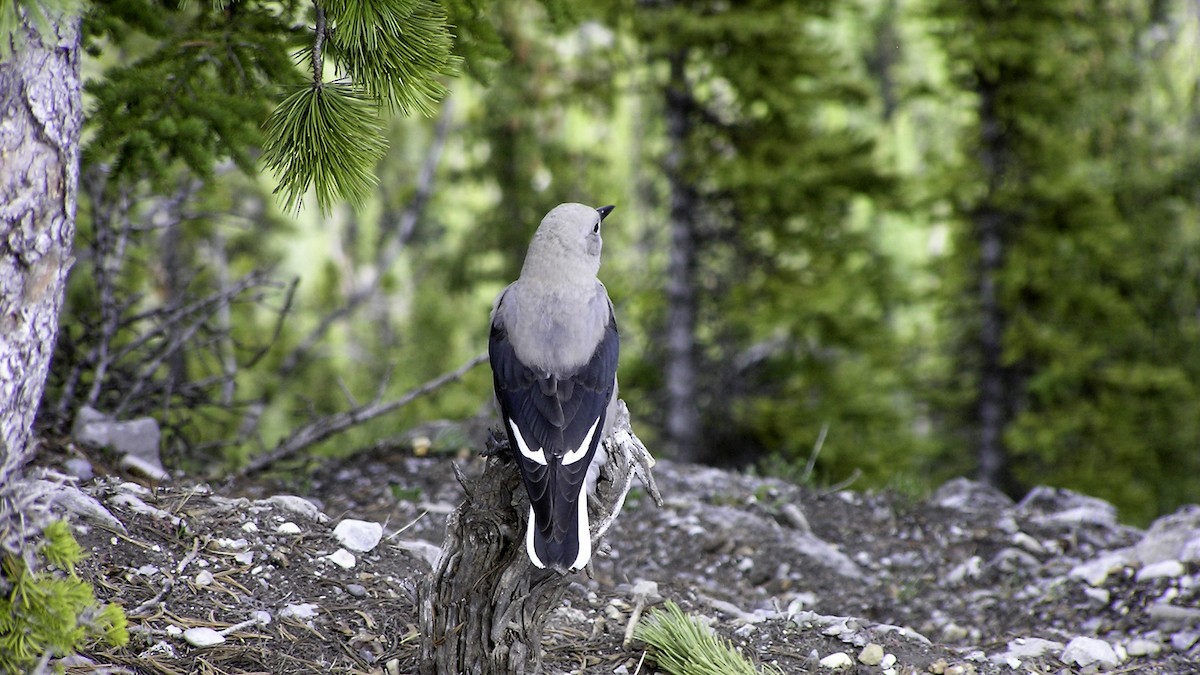 Clark's Nutcracker - ML642206272