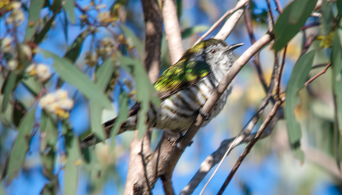 Shining Bronze-Cuckoo - ML642206277
