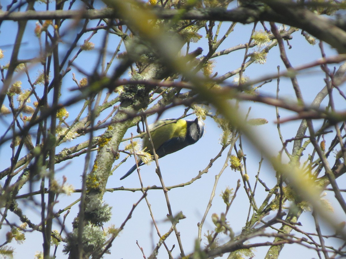 Eurasian Blue Tit - ML642206281