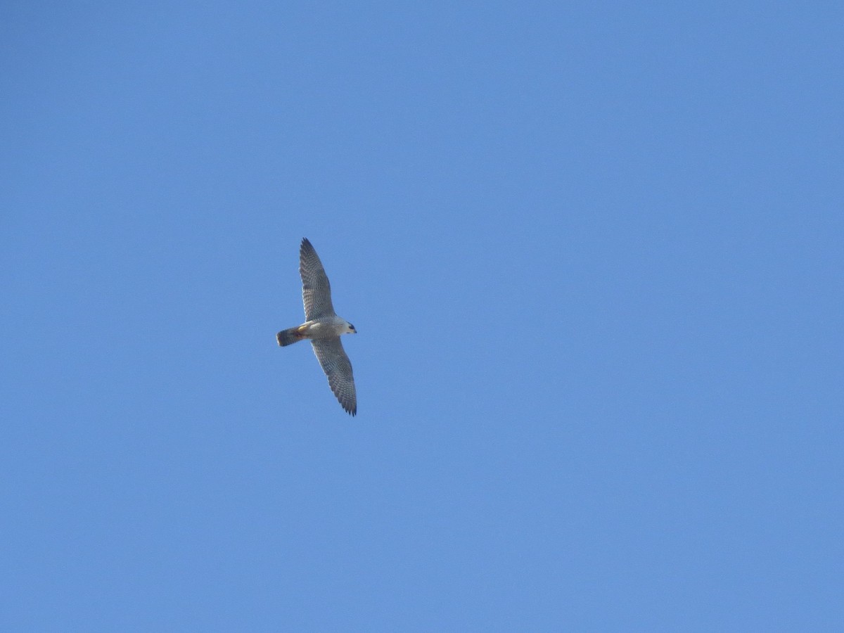 Peregrine Falcon - ML642206298
