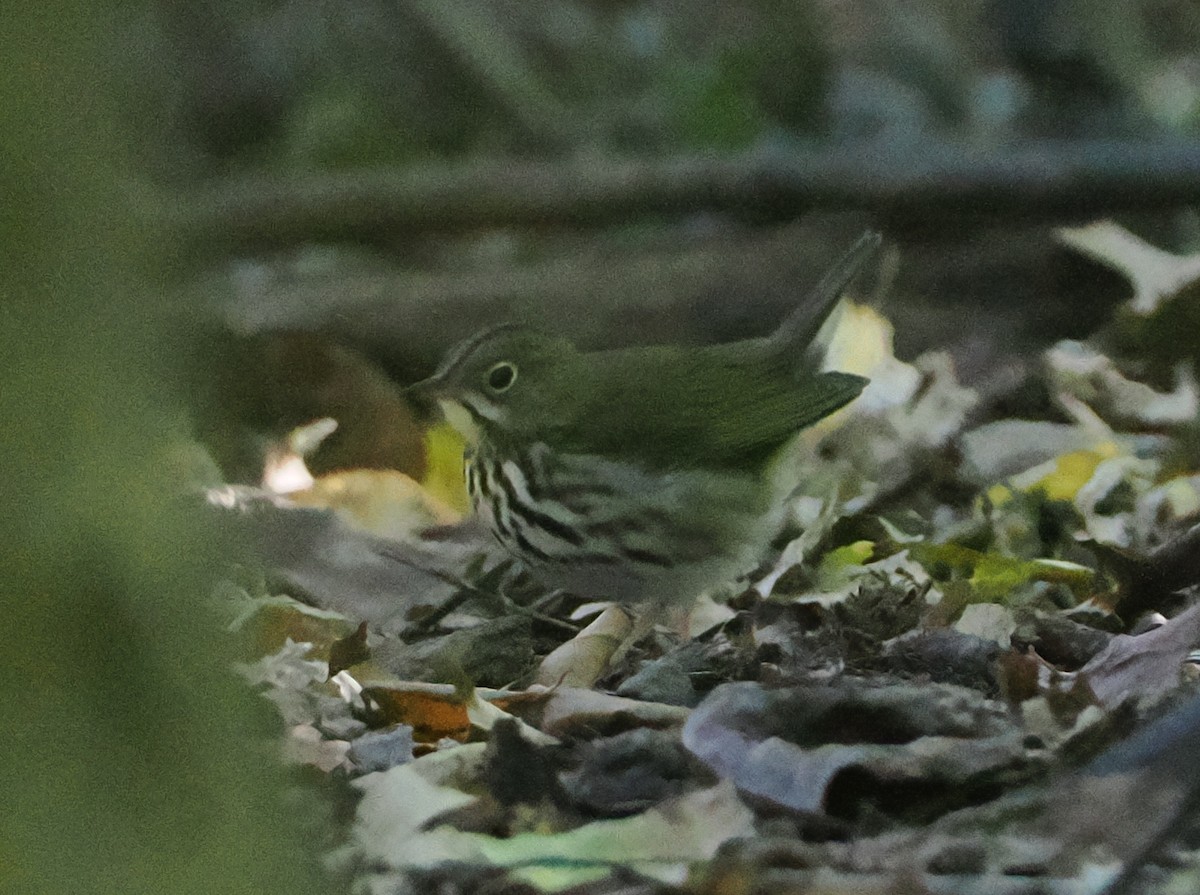 Ovenbird - ML642206305