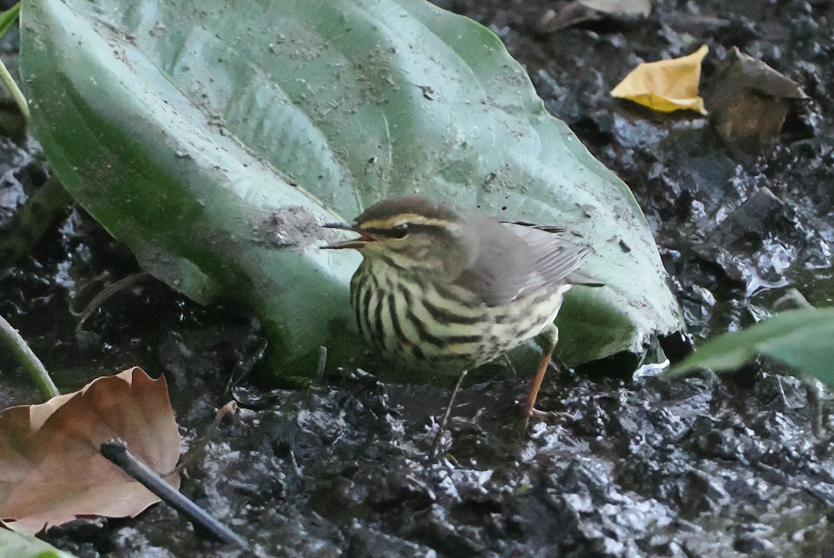 Northern Waterthrush - ML642206307