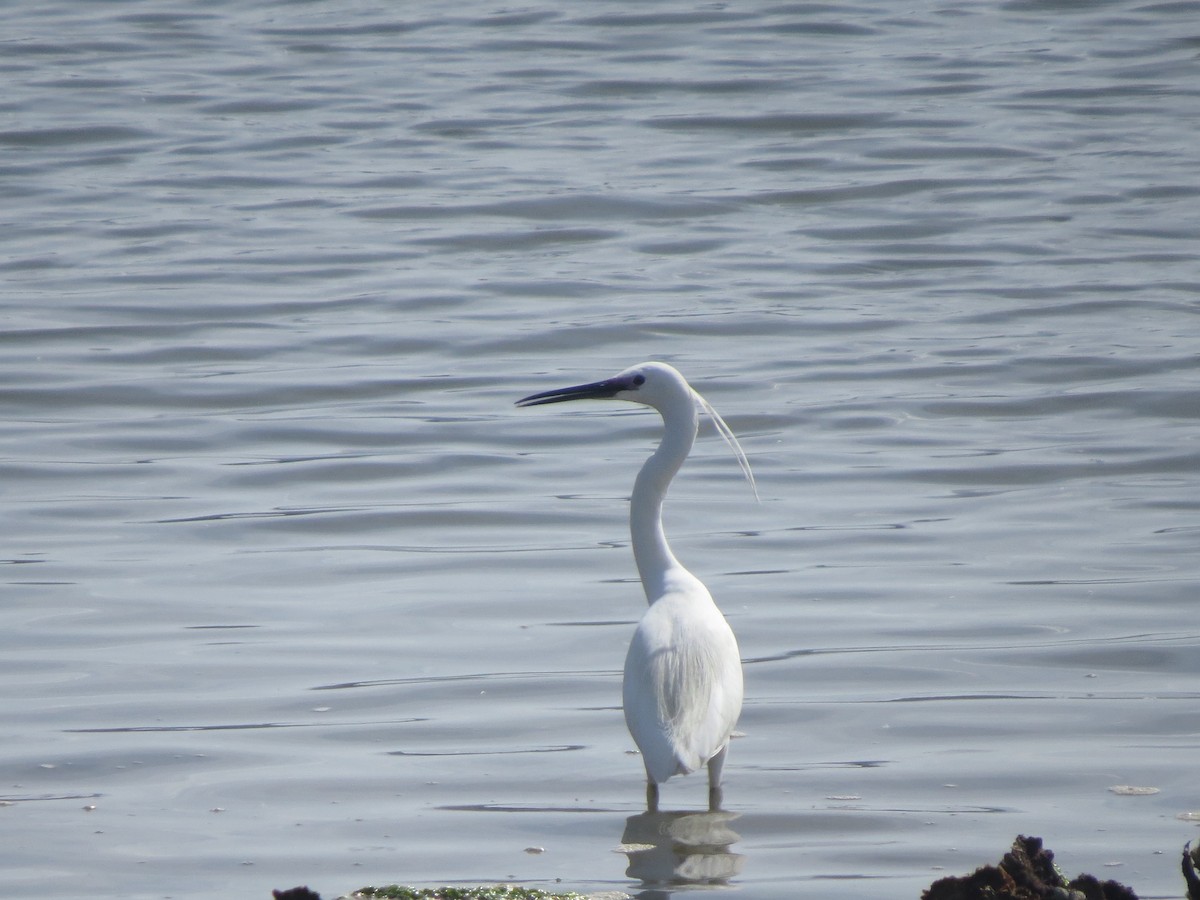 Little Egret - ML642206308