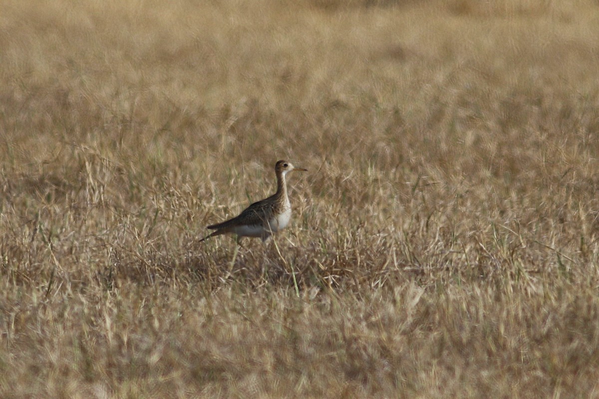 Upland Sandpiper - ML642206315