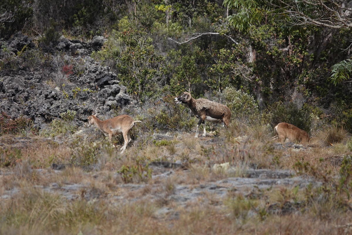 יונקים - ML642206316