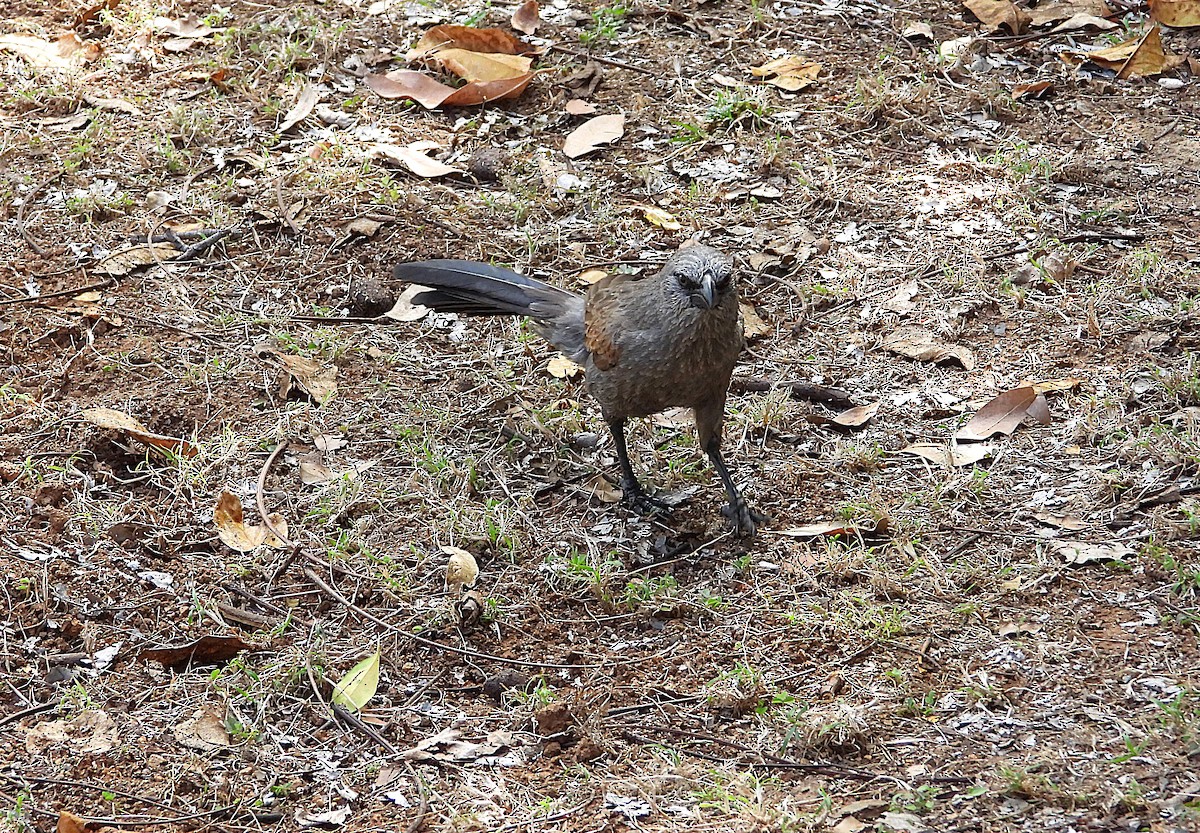 Apostlebird - ML642206317