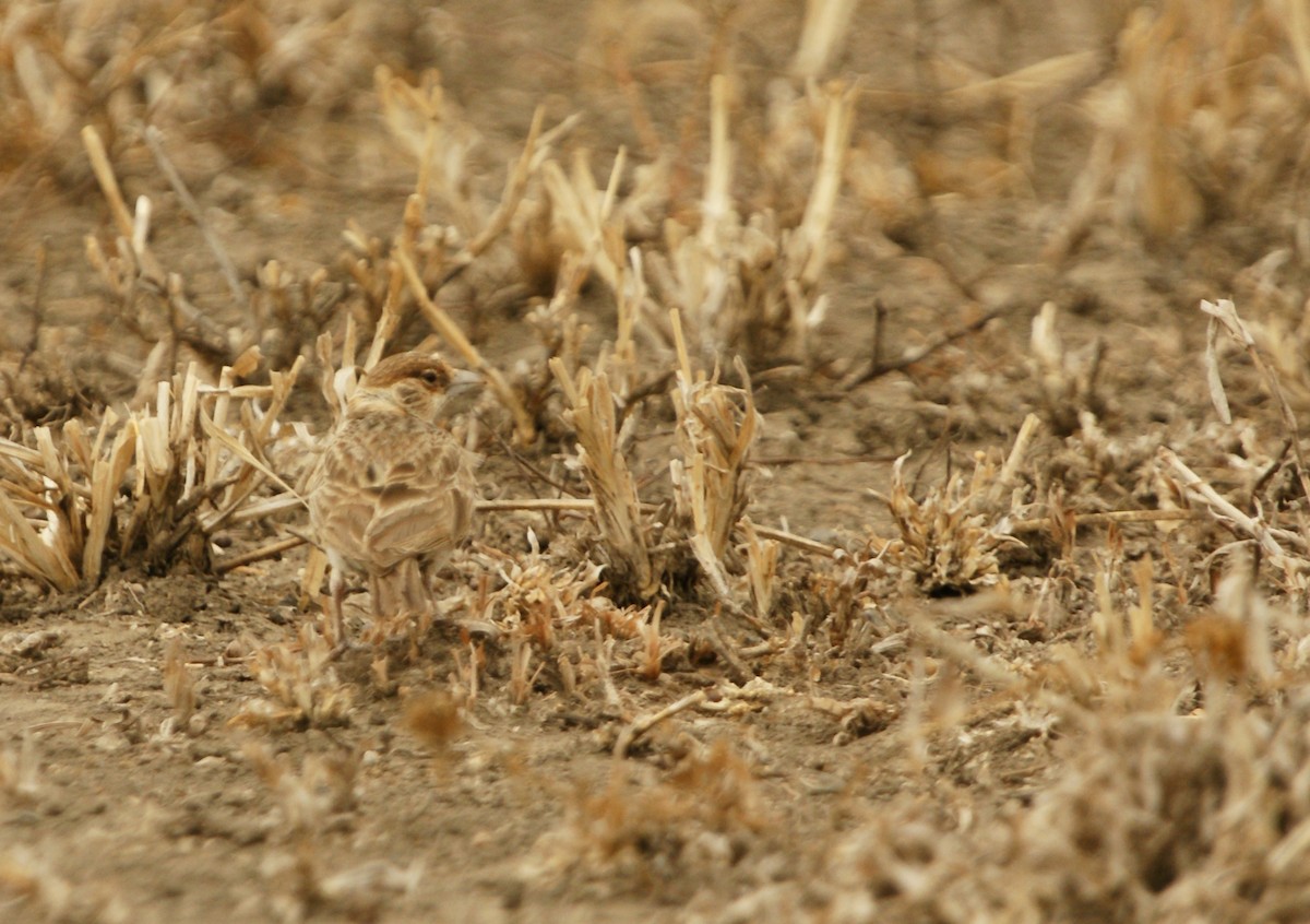 Tejedor Social de Cabanis - ML642206332