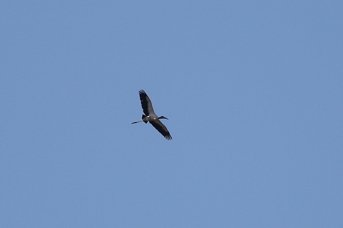 Wood Stork - ML642206333