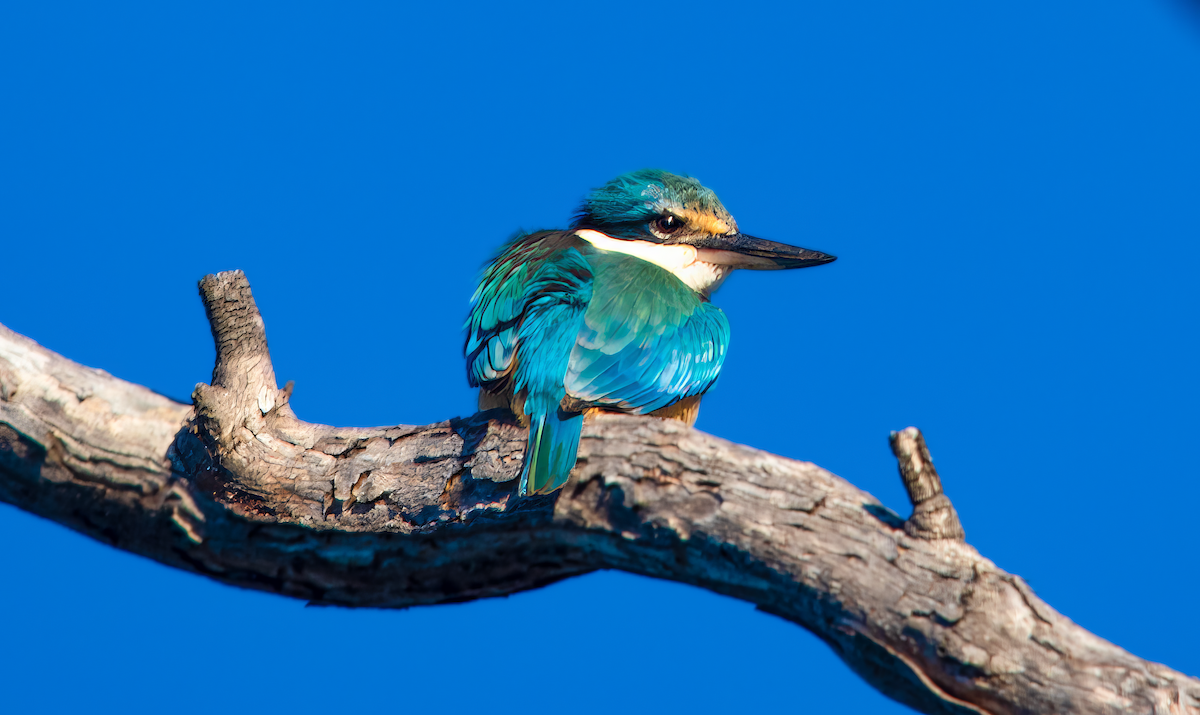 Sacred Kingfisher - ML642206336