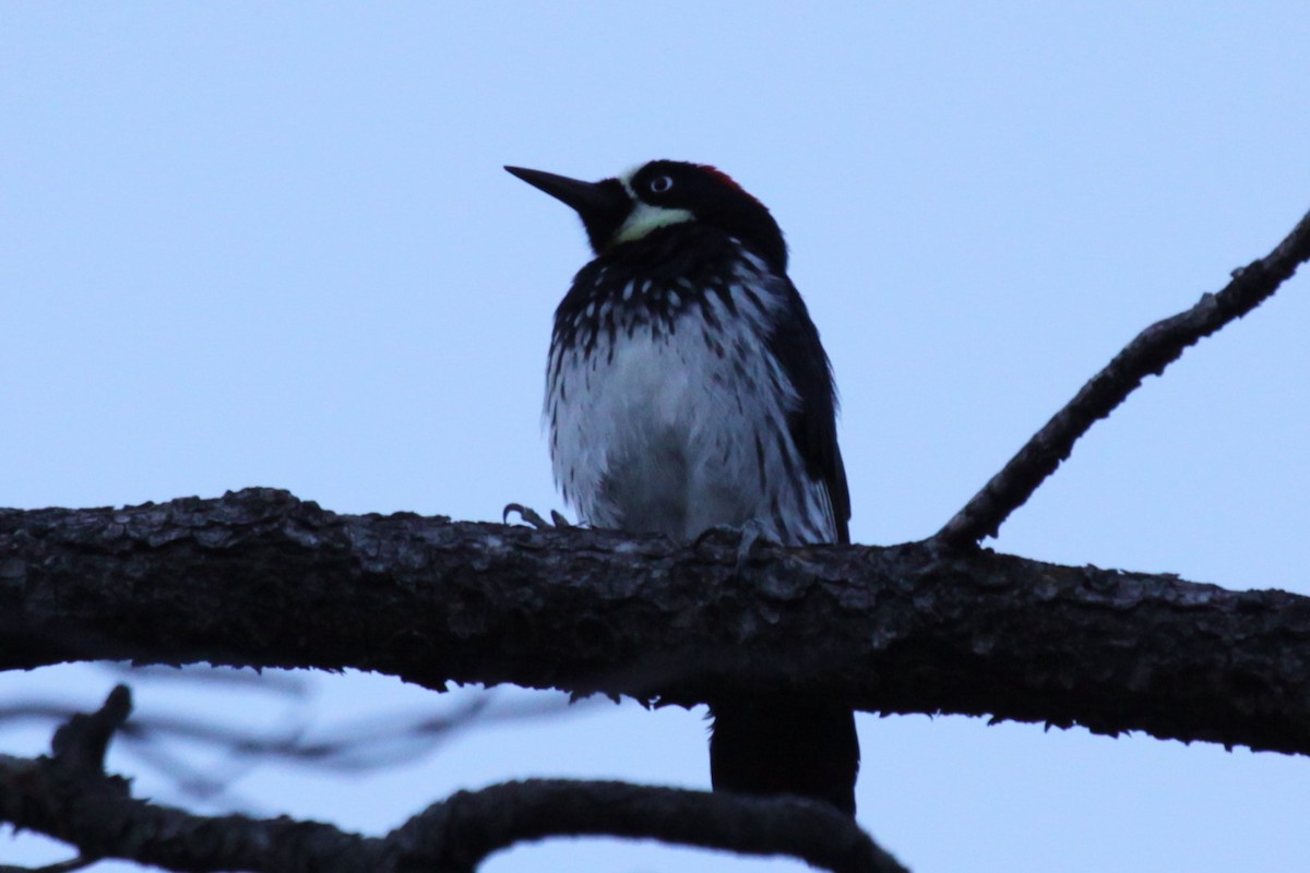 Acorn Woodpecker - ML642206337