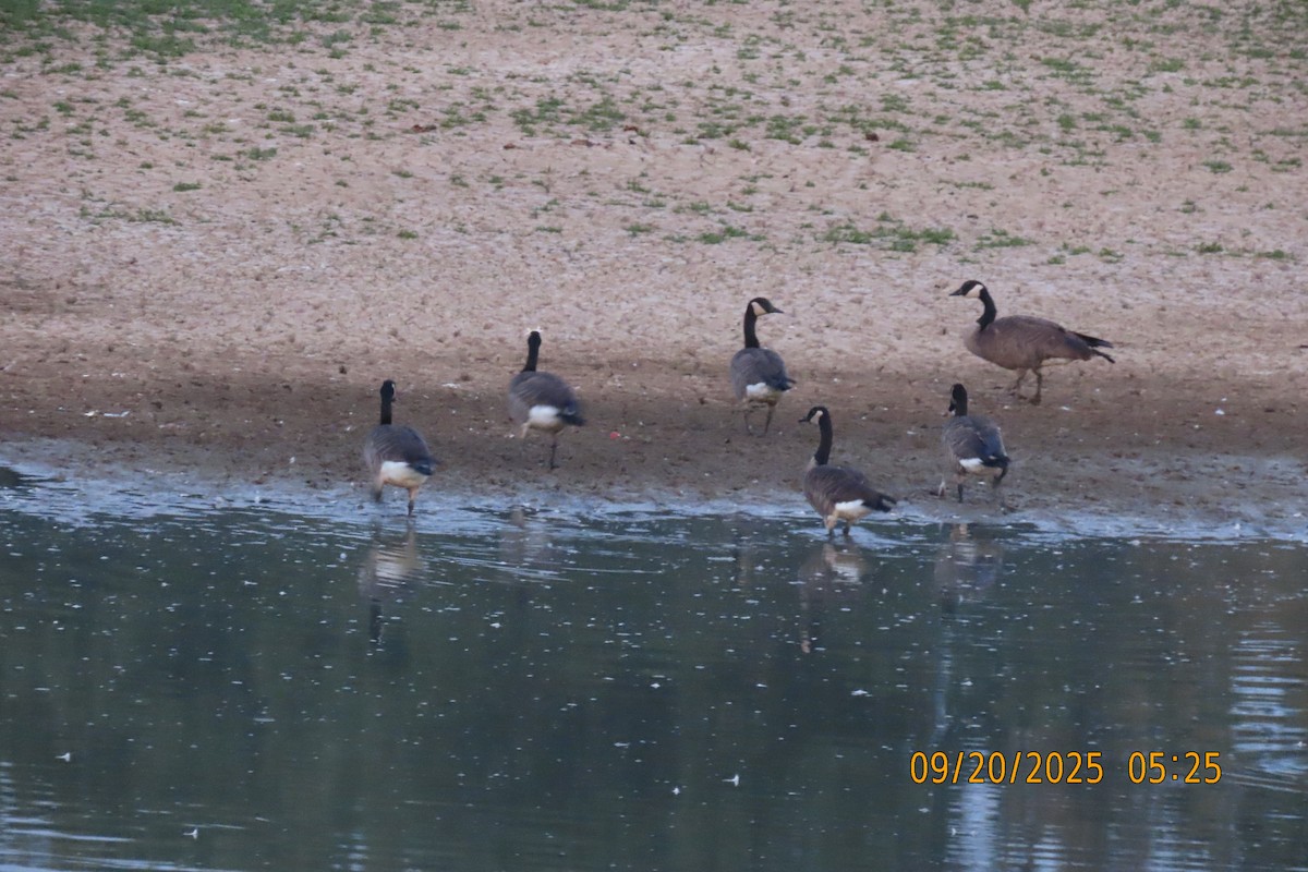 Canada Goose - ML642206339