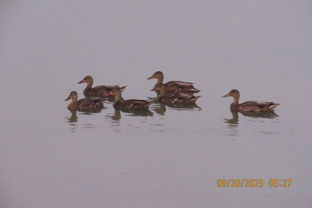 Mallard - ML642206347