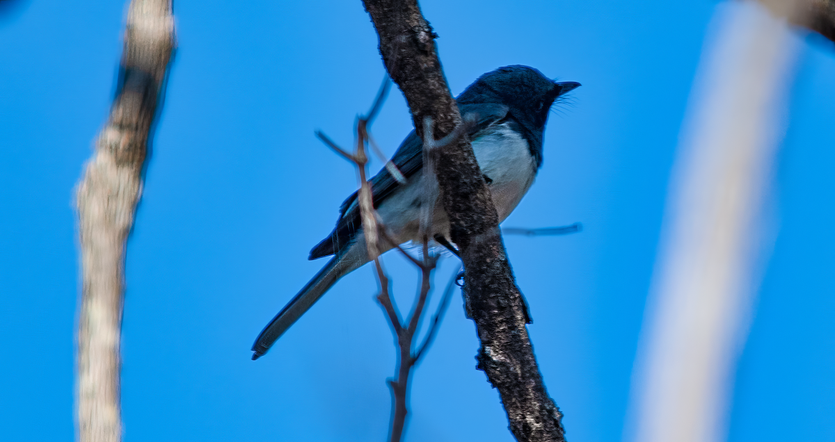 Leaden Flycatcher - ML642206369